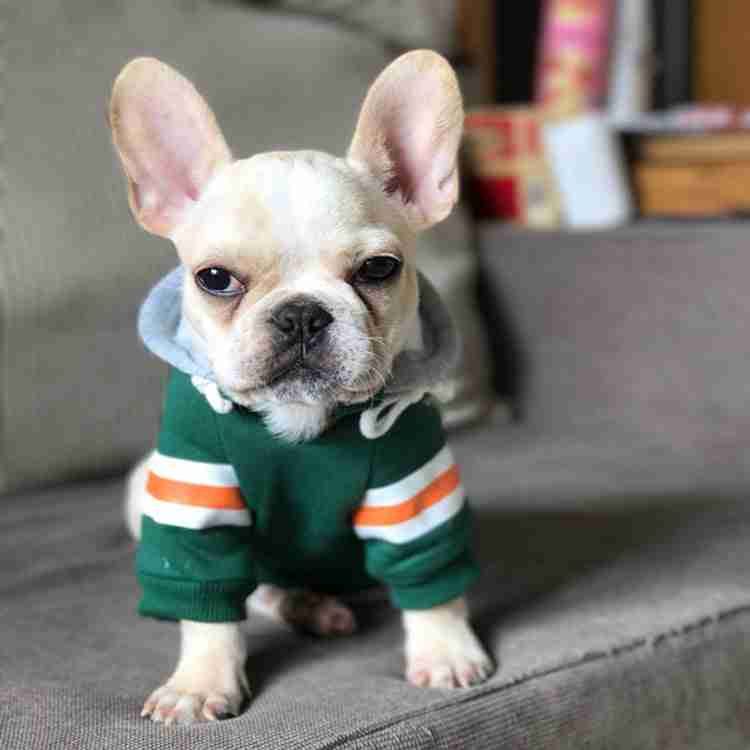 Fleece Pet Sweater for Dogs, stylish dog apparel, cozy pet clothing