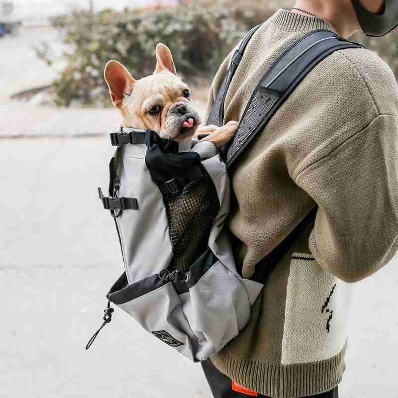 Dog in gray backpack pet carrier
