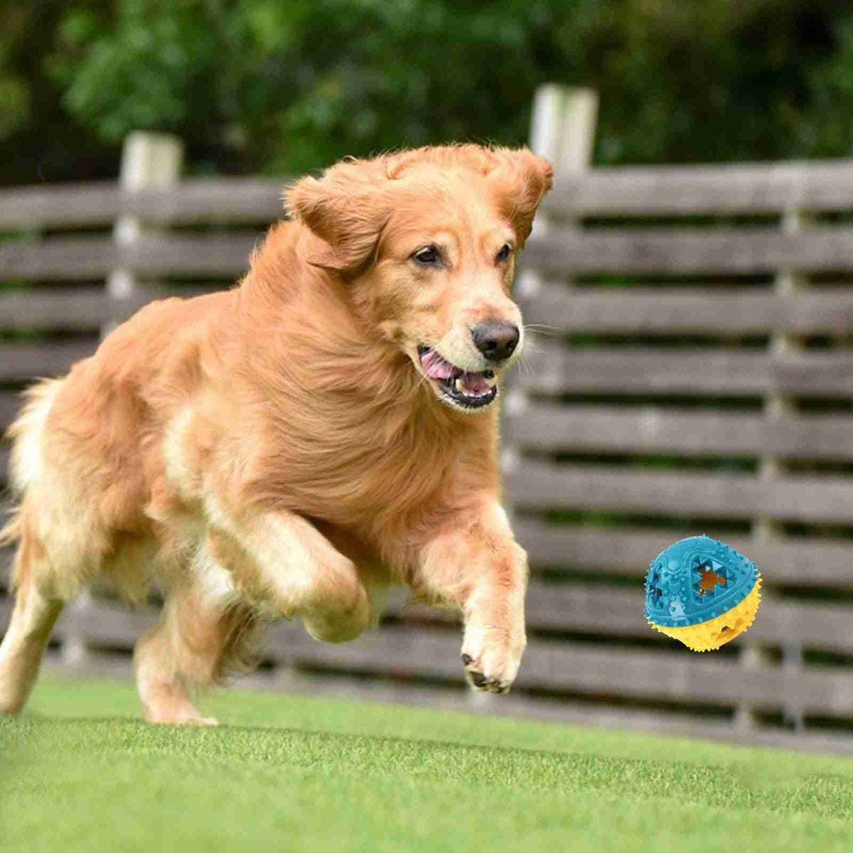 Dog playing with textured sound ball toy outdoors