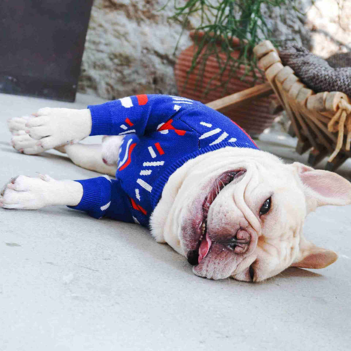 French Bulldog lying down in blue sweater