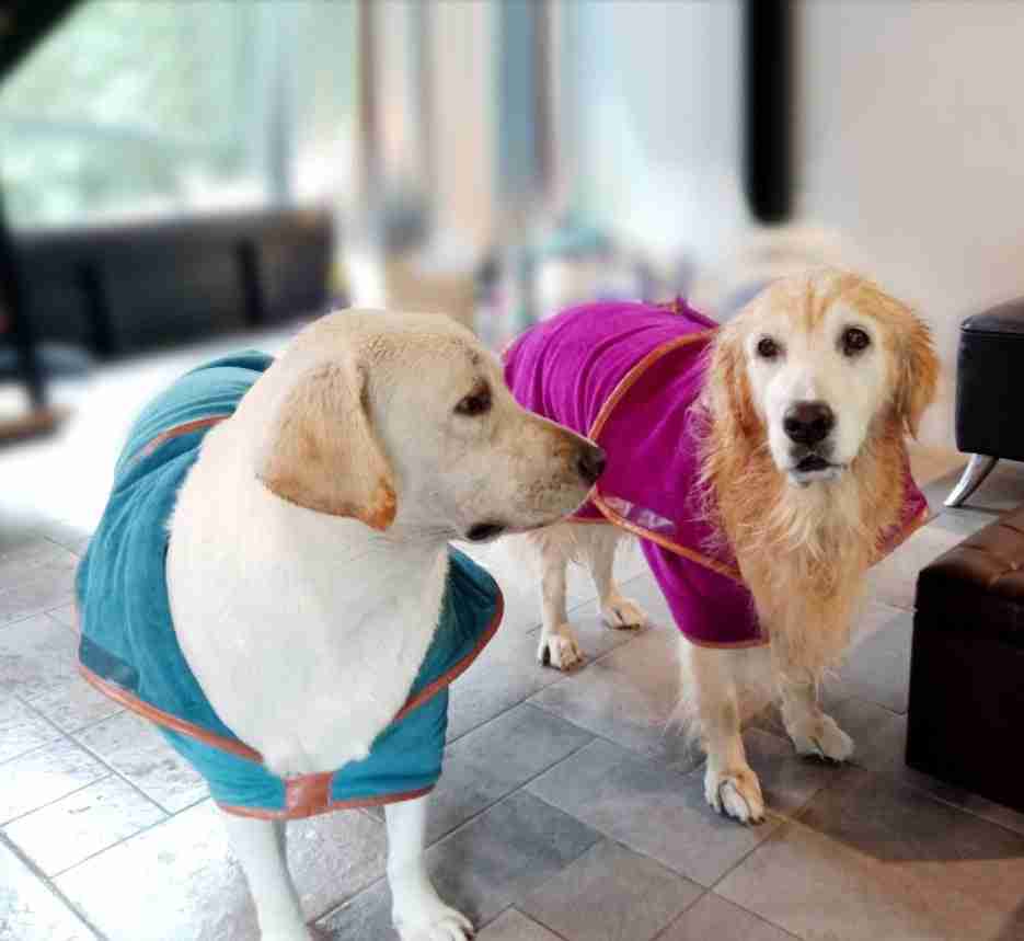 Two dogs in colorful pet drying towels