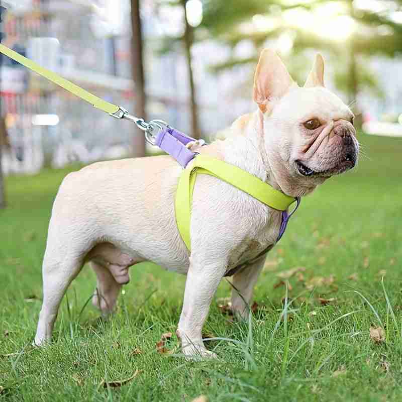 Pet harness with leash for dogs and cats