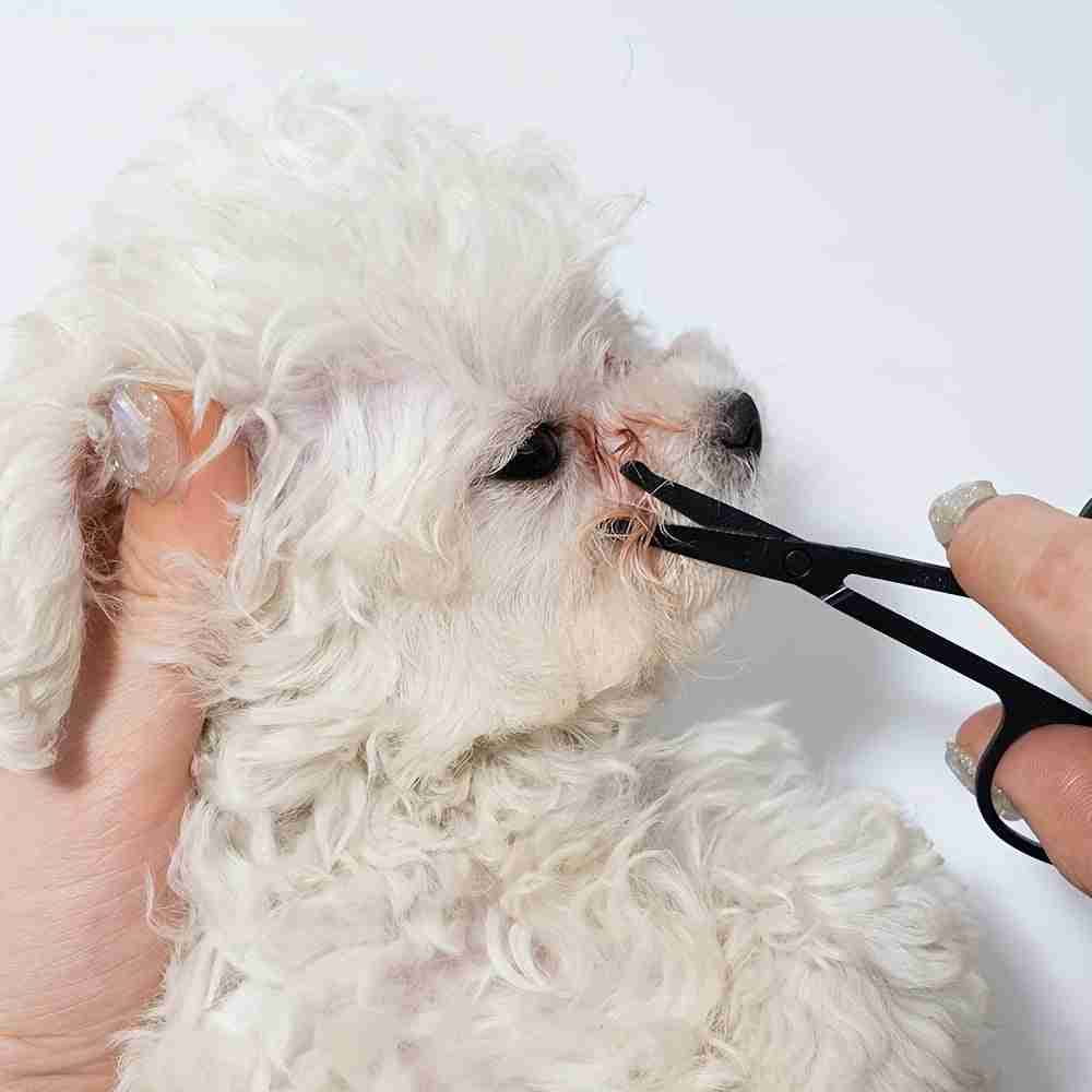 Pet eye grooming brush for pets