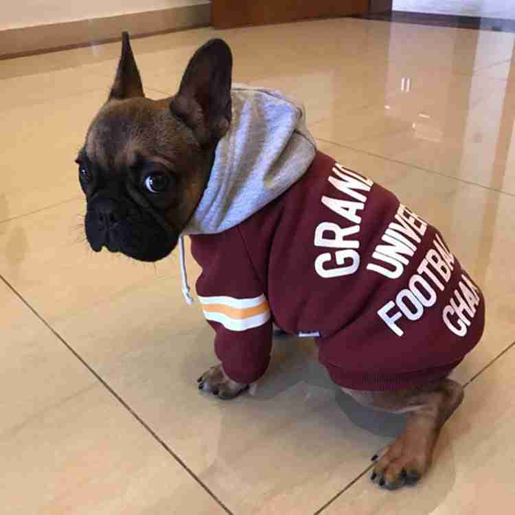 French Bulldog in maroon hoodie with football team logo, indoor pet apparel