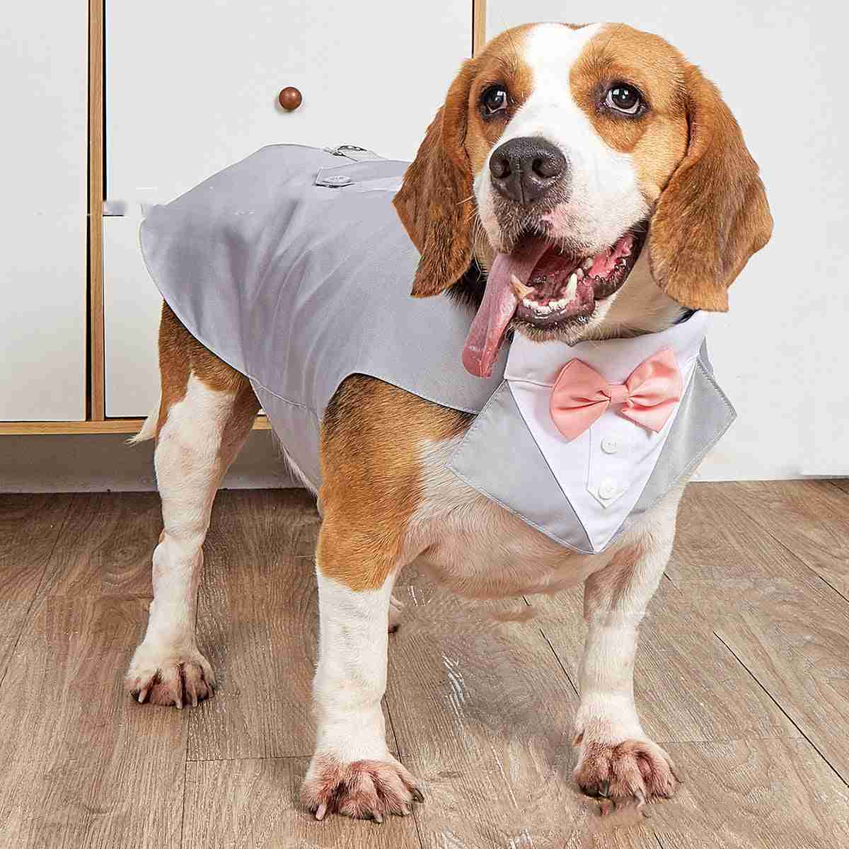 Dog in pet wedding tuxedo with pink bow tie