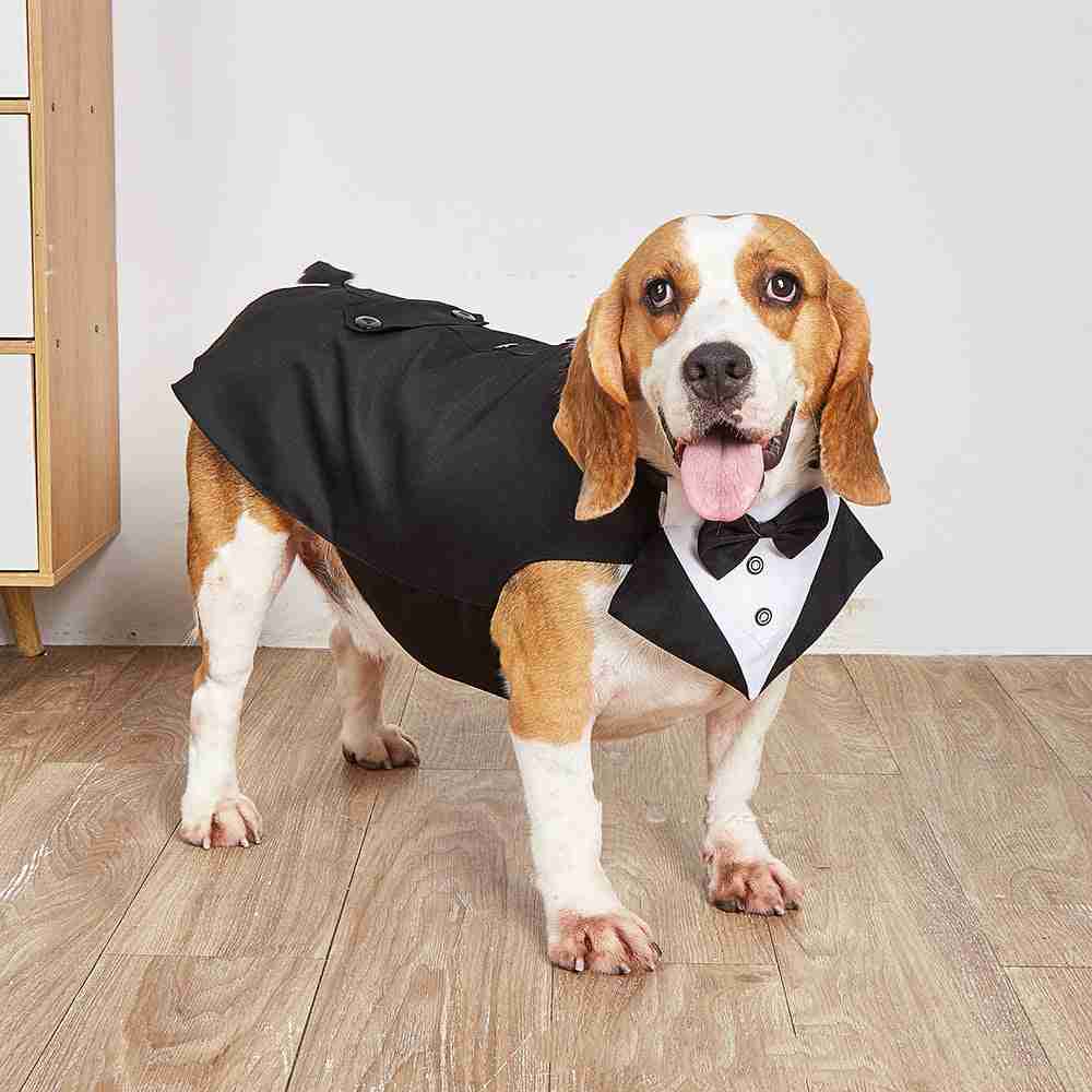 Dog in pet wedding tuxedo with black and white stripes