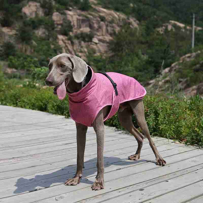 Dog wearing pink winter shell jacket outdoors on wooden pathway