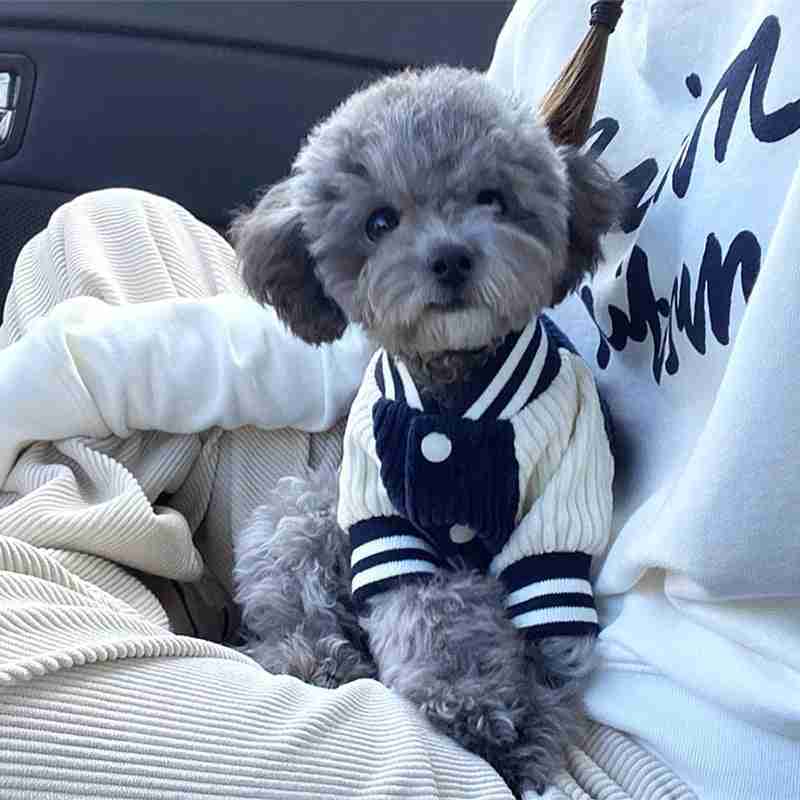 Pet jacket for autumn winter