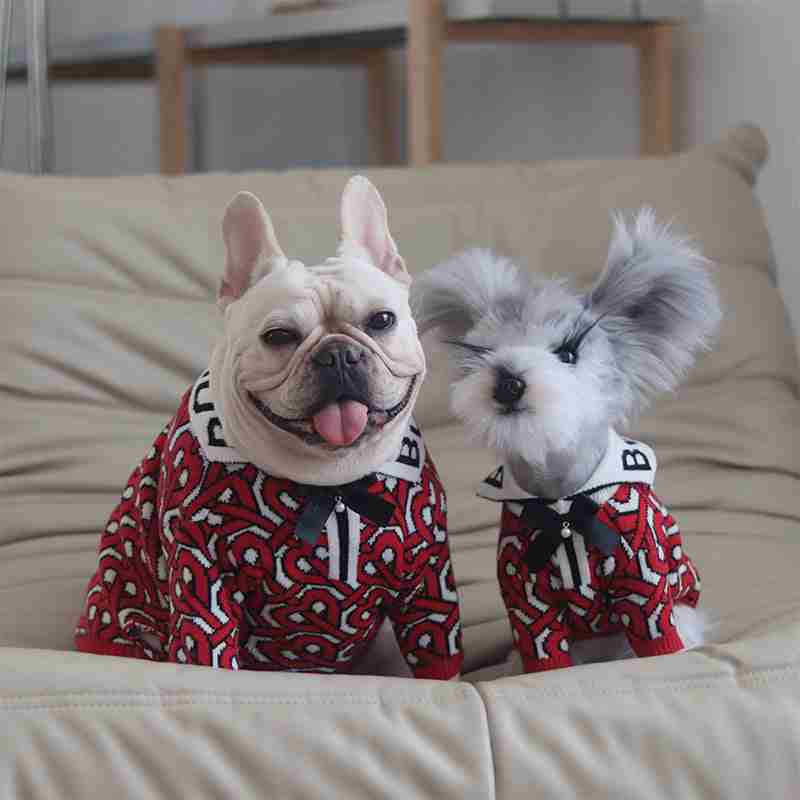 Dog in red sweater