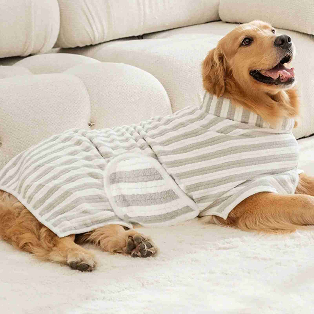 Golden retriever on sofa with striped towel