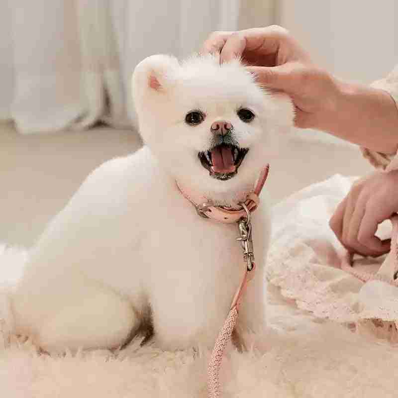 Small white dog with pink collar and leash
