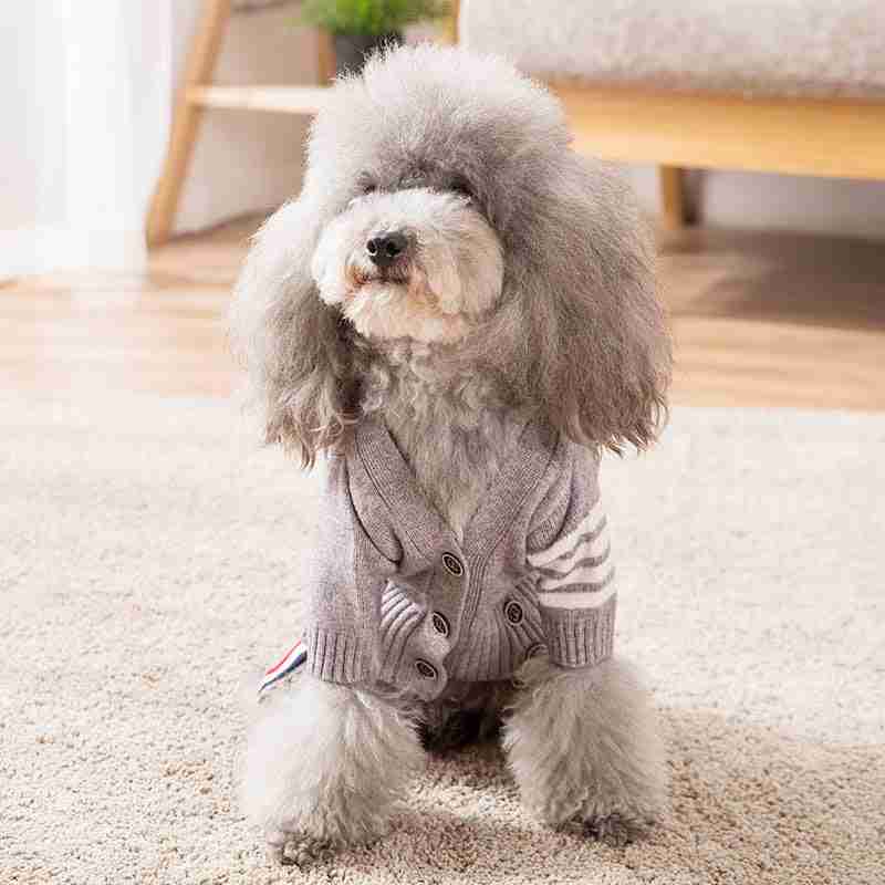 Pet sweater coat on a poodle dog
