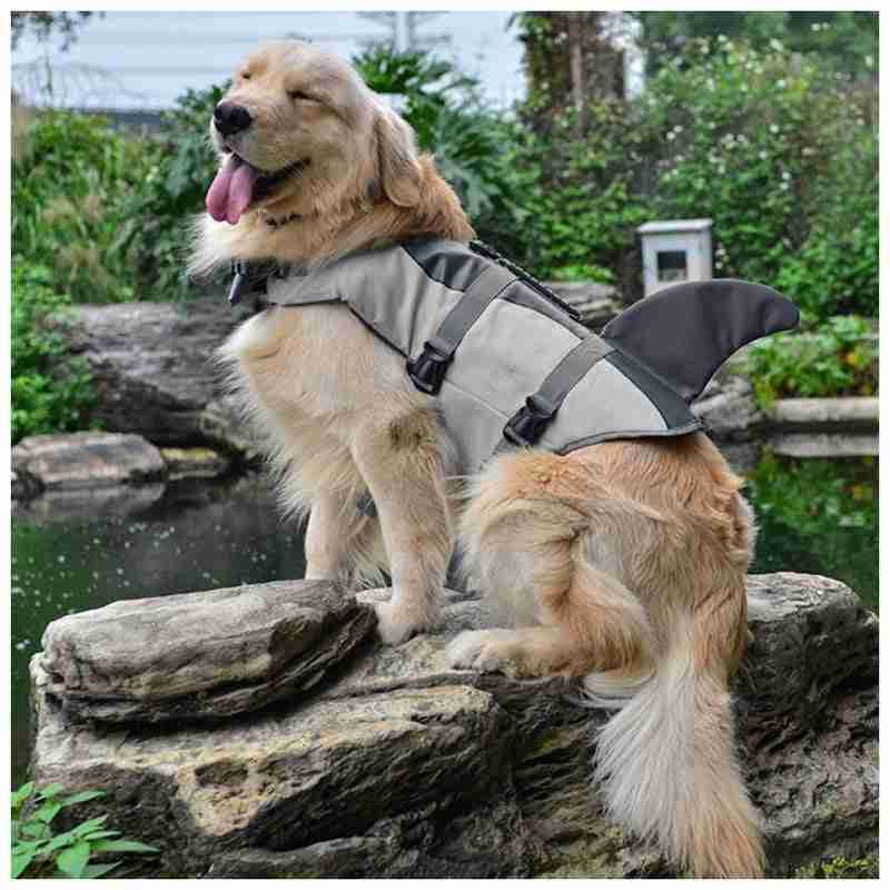 Dog wearing gray life jacket outdoors