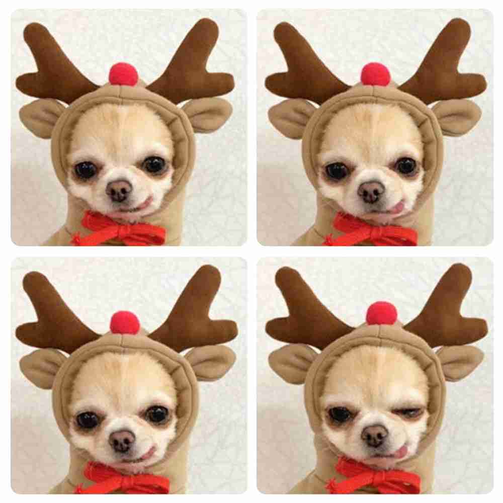 Reindeer pet hoodie with antlers