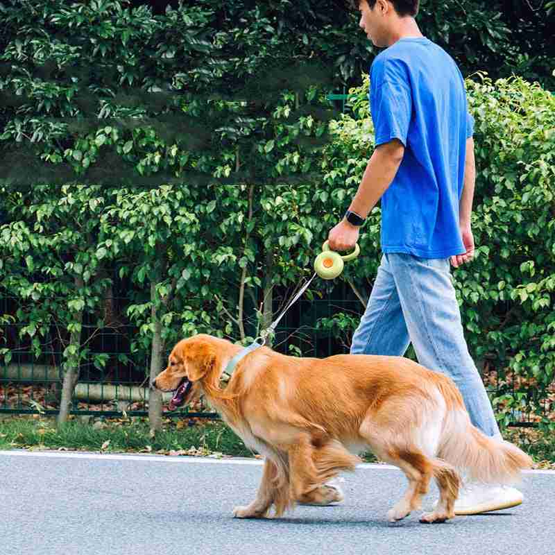 Person walking dog with retractable leash on green reflective rope