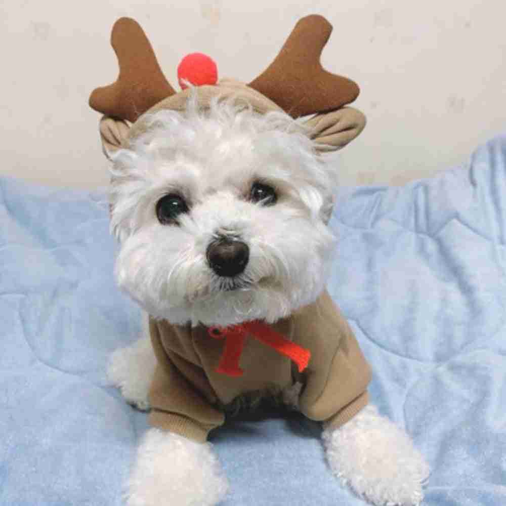 Dog wearing reindeer hoodie