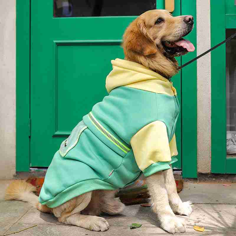 Large dog wearing fleece pet clothes apparel sweater with hoodie and transparent pocket