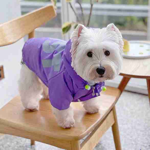 White dog in purple pet jacket on wooden chair