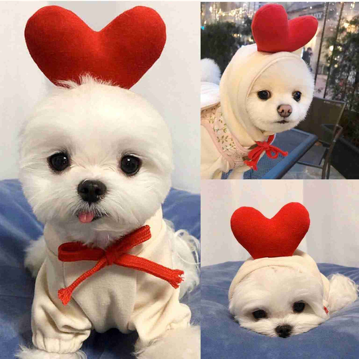 White dog with heart headband