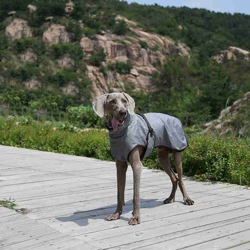 Dog in gray winter jacket on wooden path