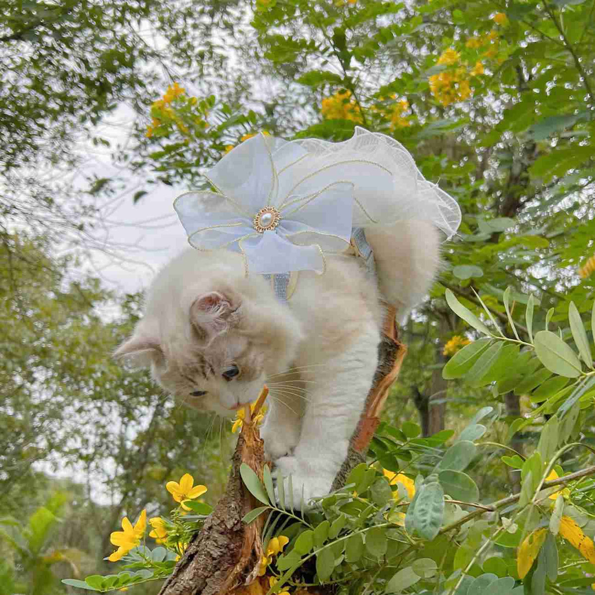 Pet cat with yarn leash