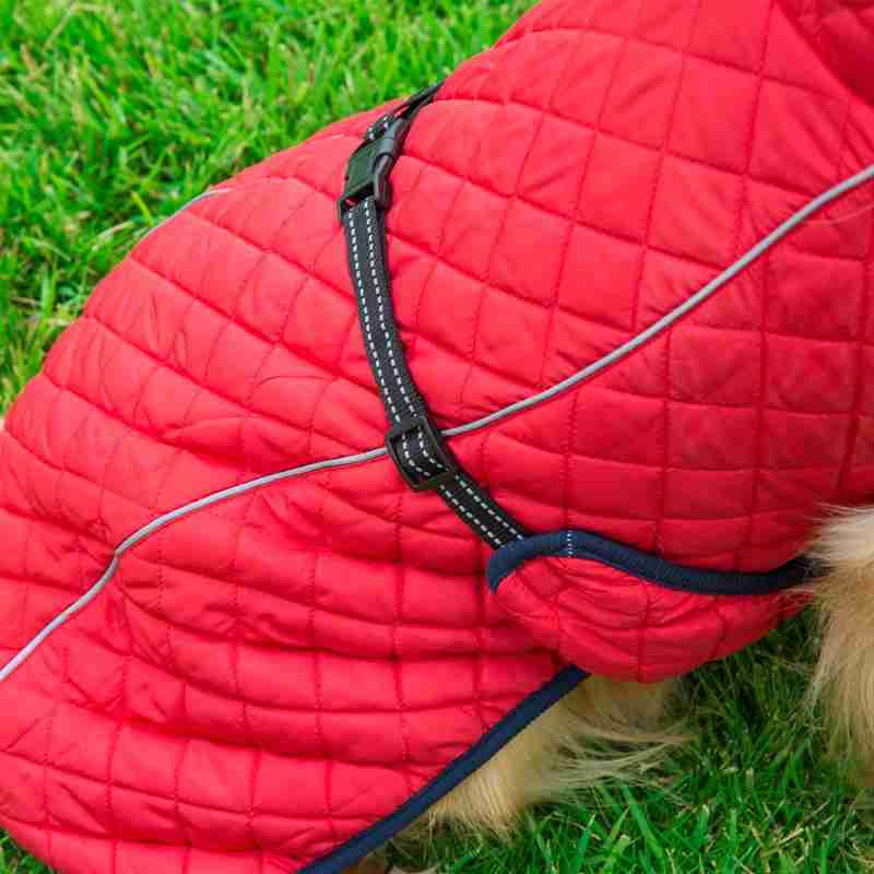 Dog wearing red quilted pet coat with leash