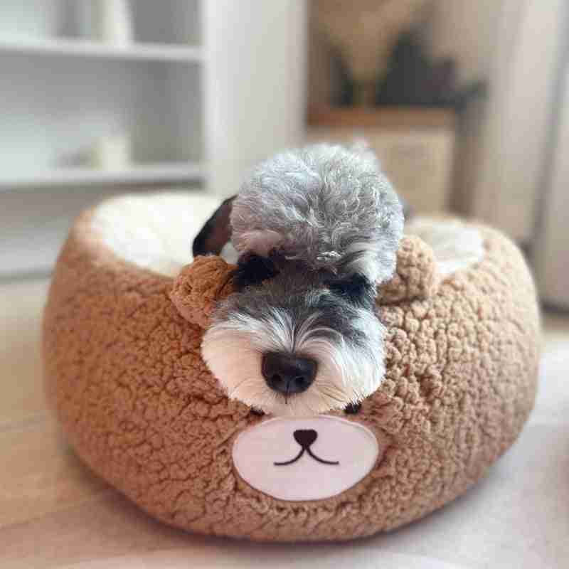 Dog in bear plush bed