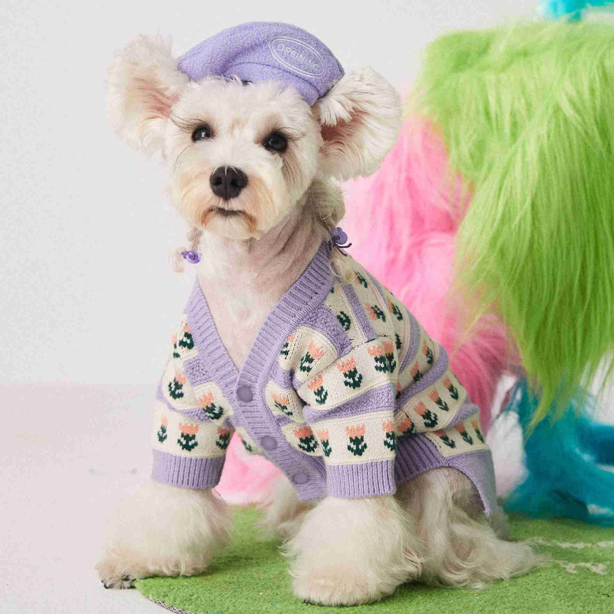 Dog wearing purple flower sweater with colorful background