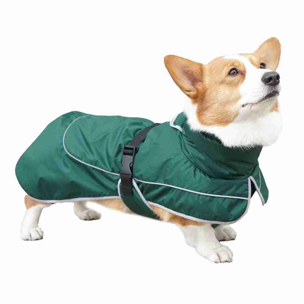 Pet dog in green shell jacket for cold weather
