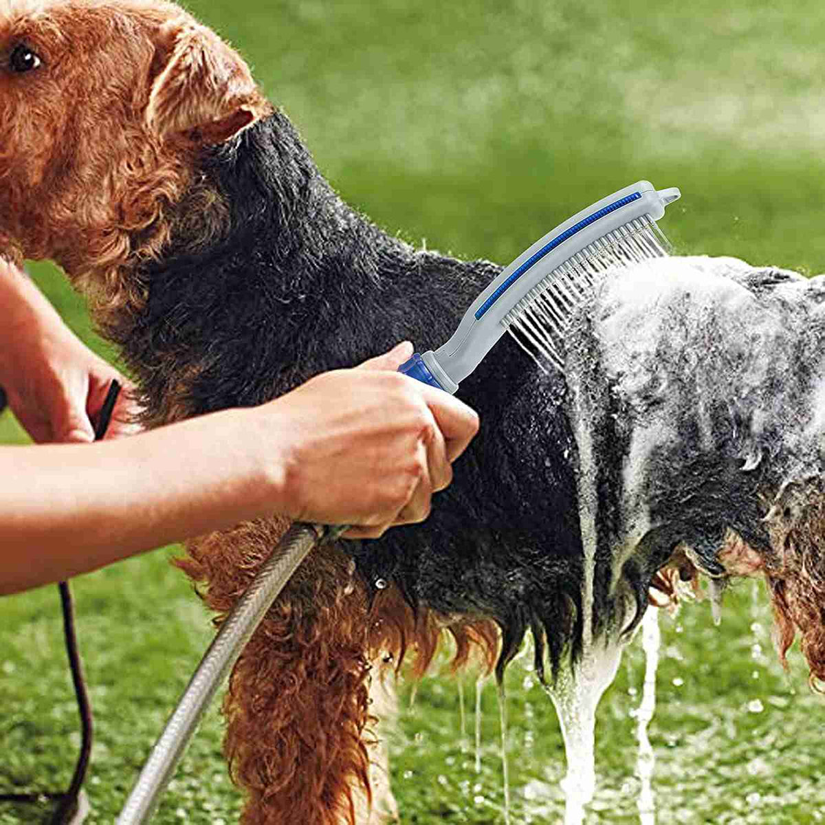 Dog being bathed with pet shower wand and water hose