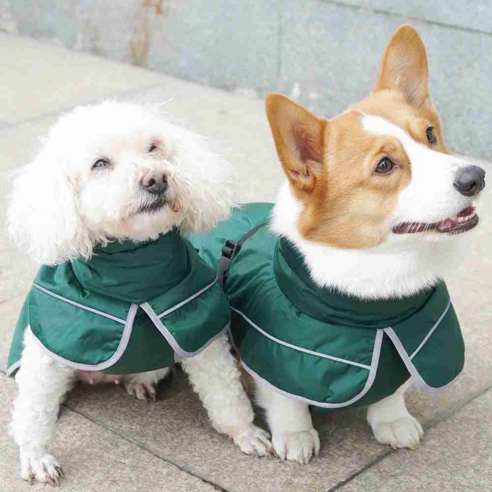 Corgi and dog in matching waterproof pet jackets