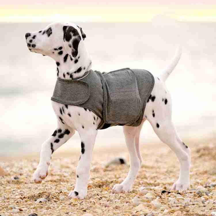 Dalmatian dog in anxiety vest on beach