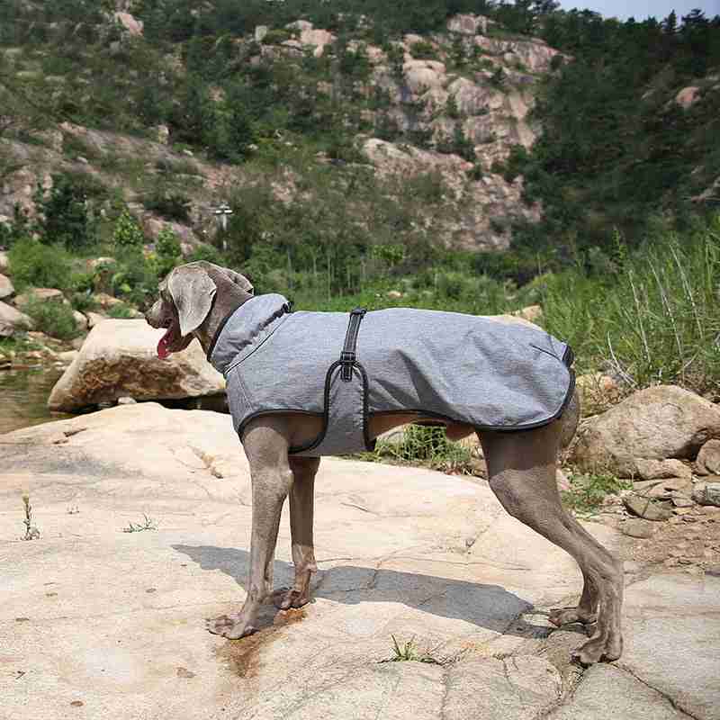 Dog in gray winter jacket outdoors