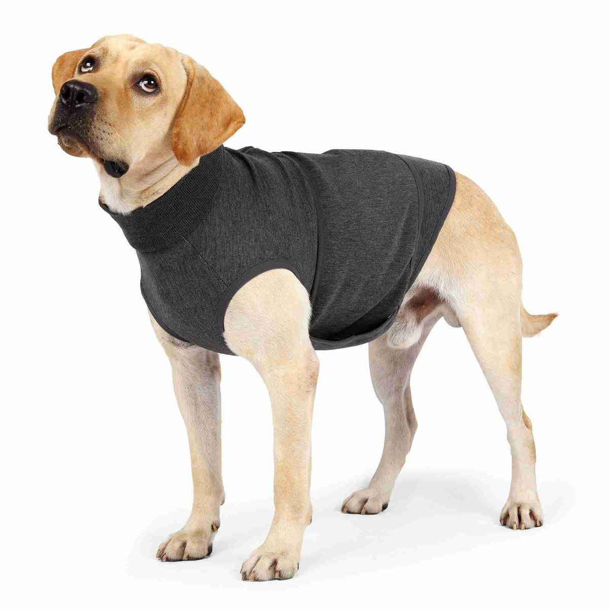 Dog in dark grey pet jacket on white background