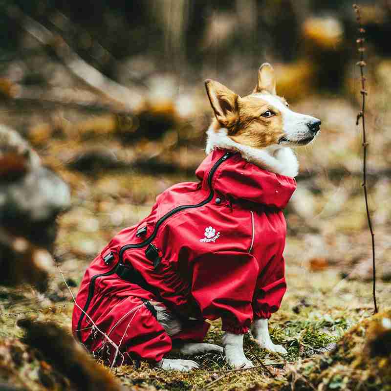 Dog in red waterproof pet sweater in forest