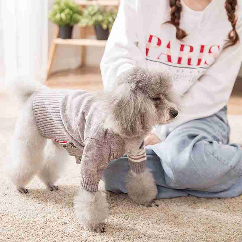 Dog in grey pet sweater coat with cardigan style
