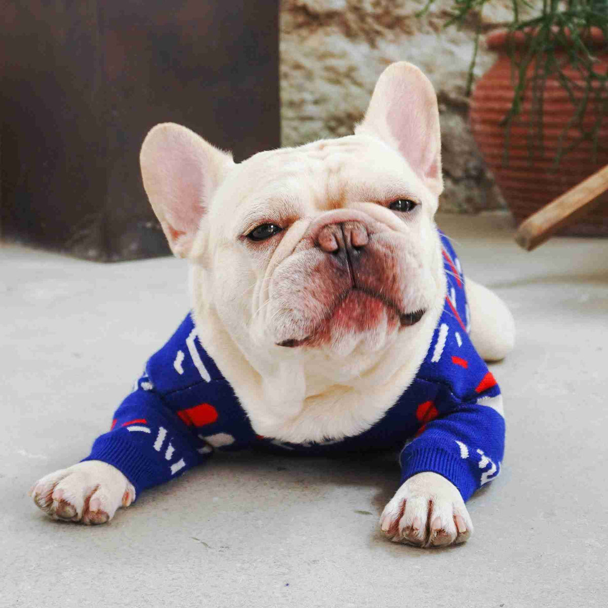 French Bulldog in blue sweater