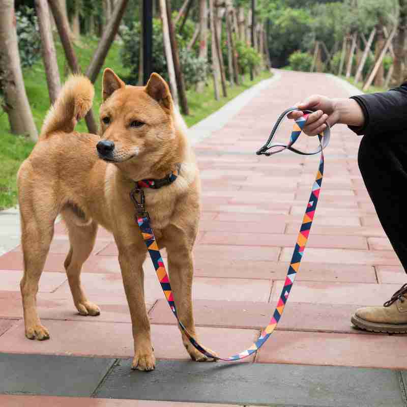 Dog leash on a walk