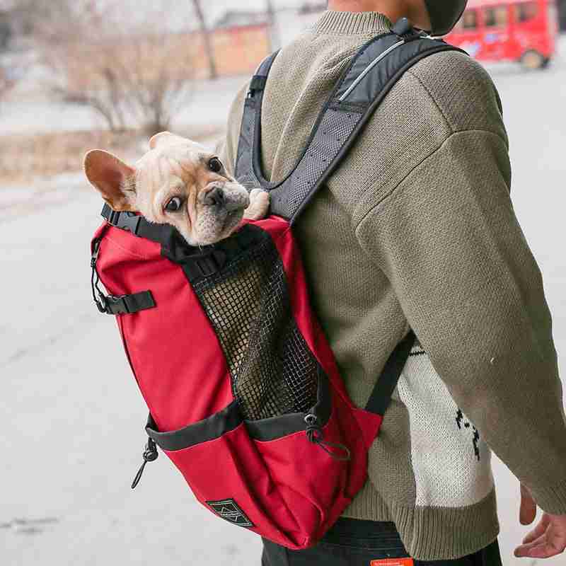 Dog in red backpack pet carrier