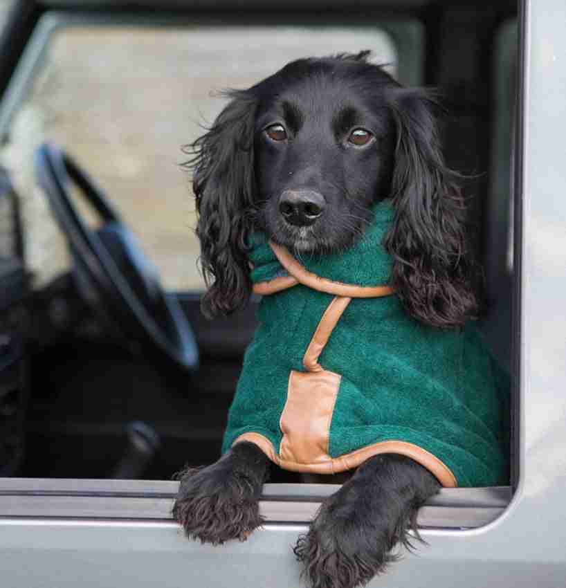 Dog in green pet drying towel