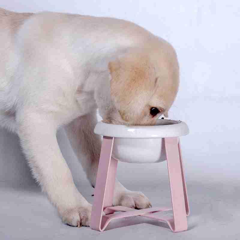 Pink antislip cat feeding bowl with stand