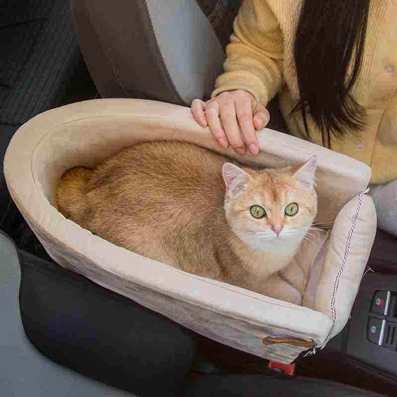 Pet carrier with cat inside for travel