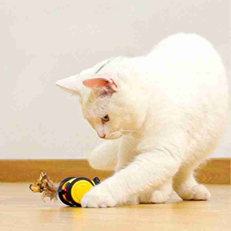 Bee running kitten interactive cat toy on the floor
