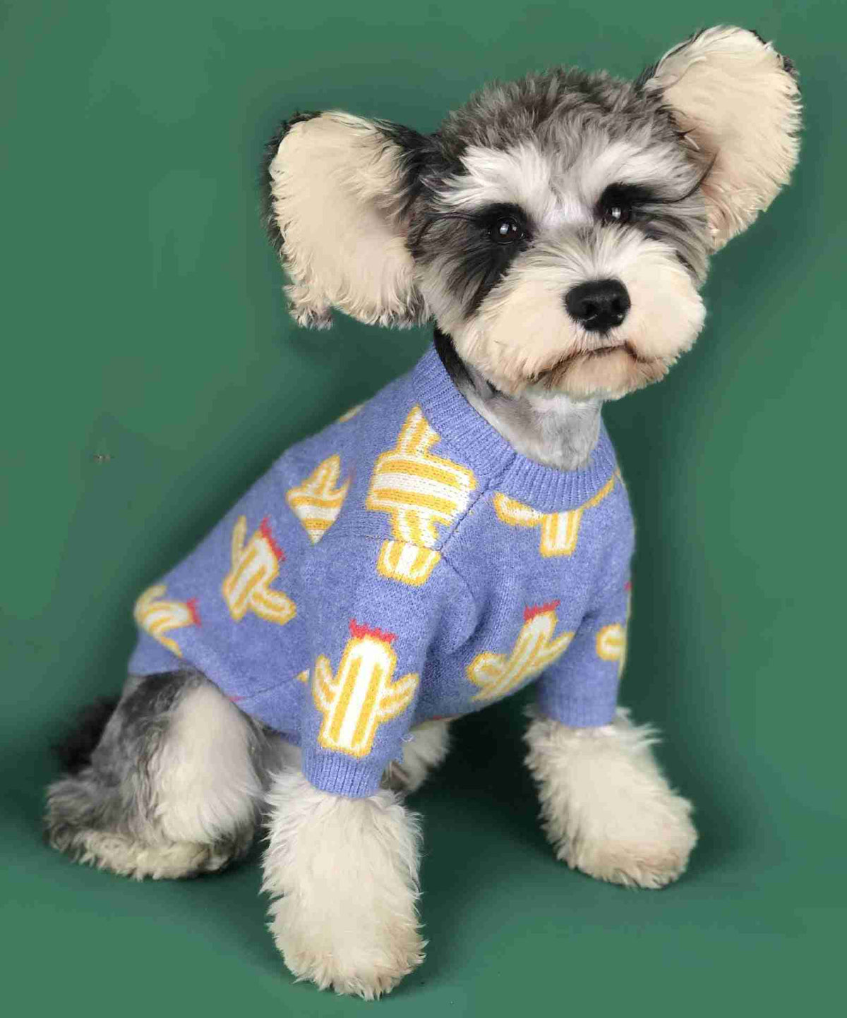 Small dog in yellow cactus sweater