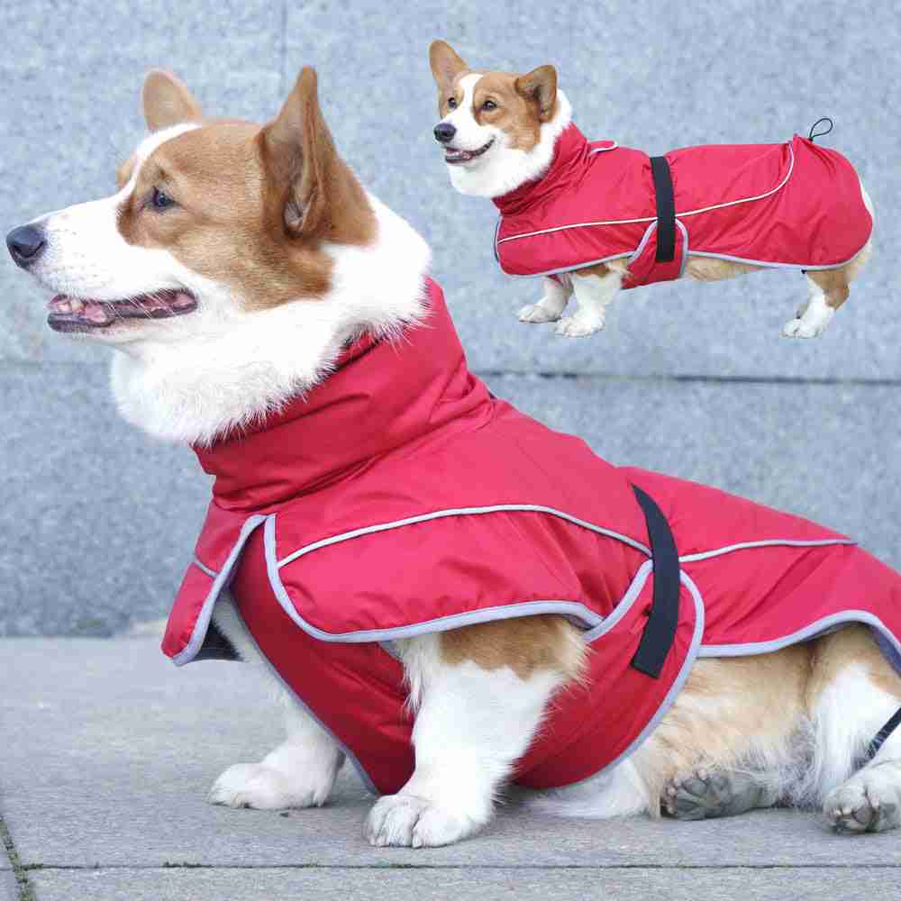 Corgi in red waterproof pet coat for outdoor walks