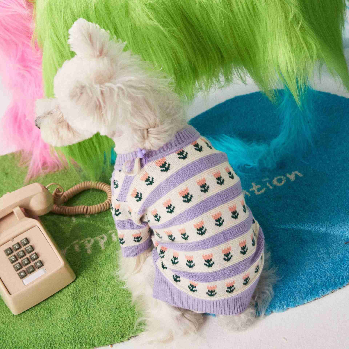 Dog in purple flower sweater with colorful background