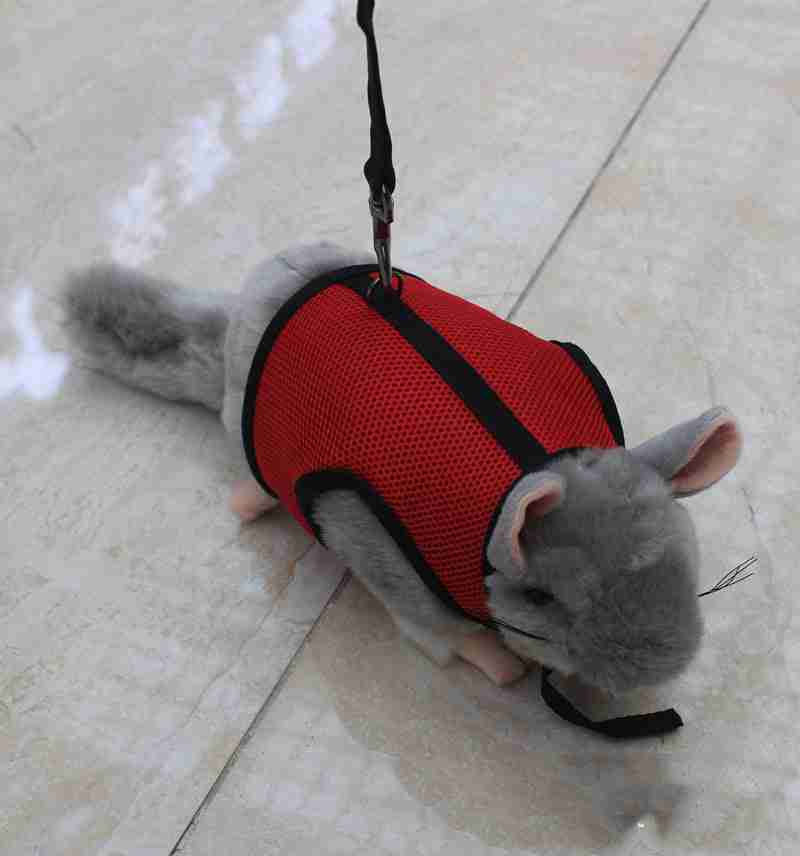 Pet harness with leash for small animals