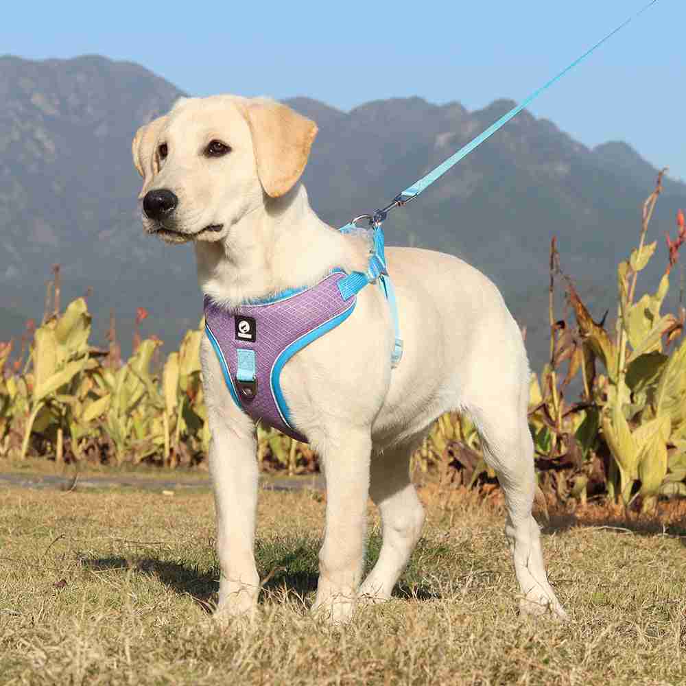 Dog with breathable harness and leash outdoors