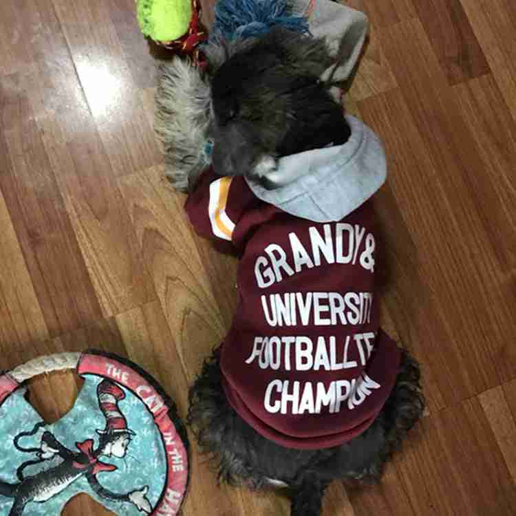 Dog wearing maroon football jersey with 'Grandma & University Football Team Champion' text, lying on hardwood floor