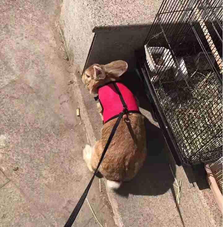 Small pet leash for cats or small dogs